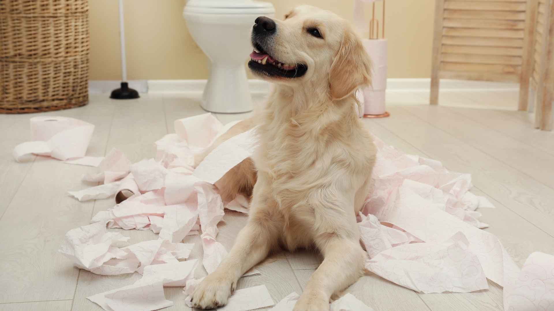 Color de las cacas de perro